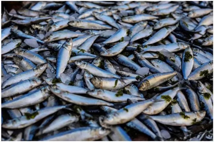 Bio-based material innovation, scales and other fish industry waste to make bio-plastics for food packaging!